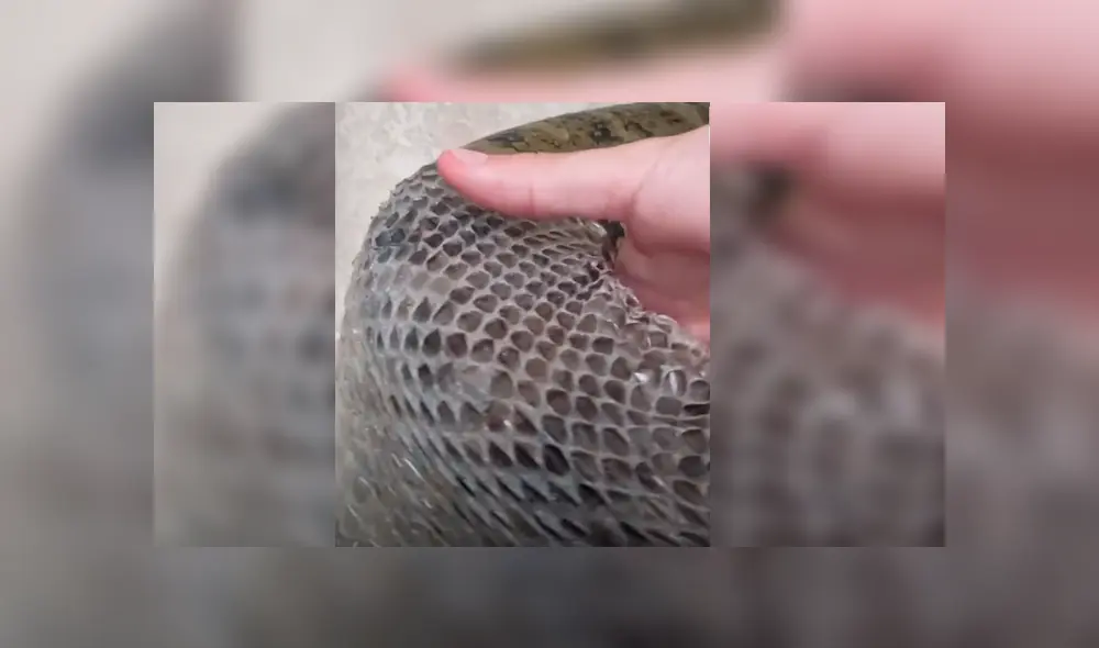 Video viral de Facebook muestra el perturbador momento en que un joven ayuda a retirar la piel de una enorme anaconda