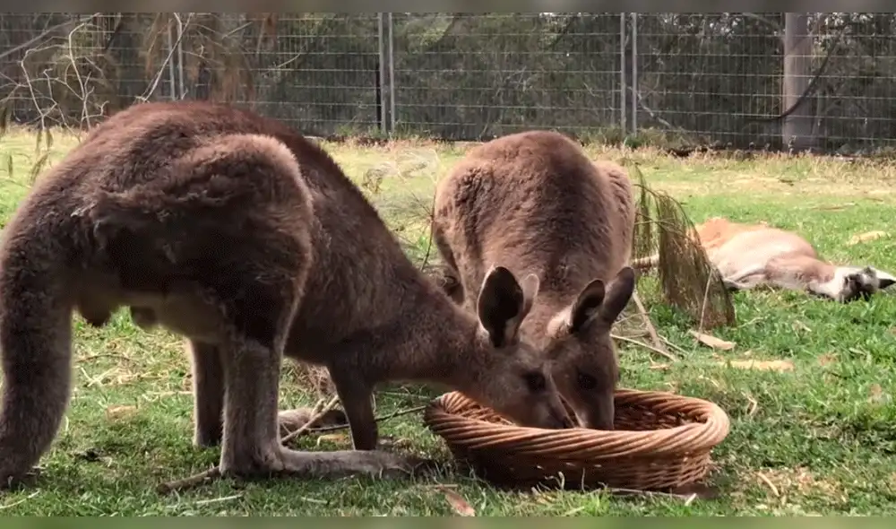 Facebook: cacatúa y canguros se enfrentan por un plato de comida, ocurriendo un final inesperado
