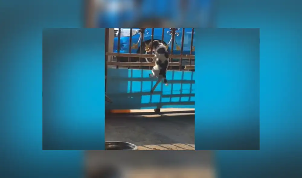 Desliza para ver más imágenes del tierno perro que quiso salir a como de lugar de su casa. Desliza para ver más imágenes del tierno perro que quiso salir a como de lugar de su casa.