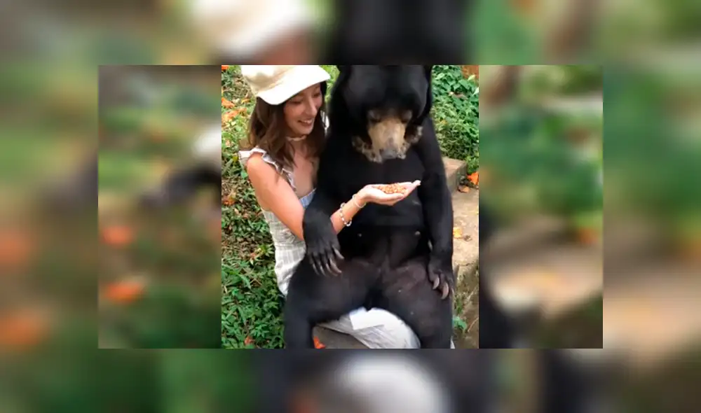 Video es viral en YouTube. Turista se sentó para descansar un rato durante un paseo, sin imaginar la intempestiva llegada del animal, que se acomodó rápidamente sobre sus piernas Video es viral en YouTube. Turista se sentó para descansar un rato durante un paseo, sin imaginar la intempestiva llegada del animal, que se acomodó rápidamente sobre sus piernas