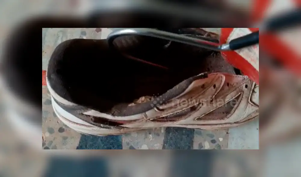 Joven intenta colocarse sus zapatillas y encuentra culebra acurrucada en el interior. Joven intenta colocarse sus zapatillas y encuentra culebra acurrucada en el interior.