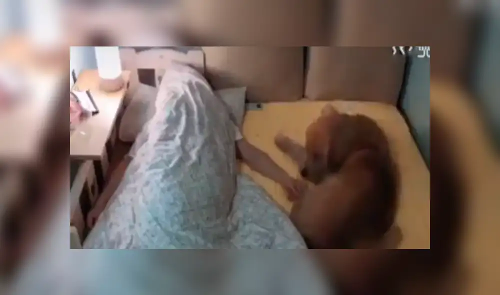 En Facebook, un chico no podía dormir tranquilo tras compartir la cama con su perro y decidió fabricarle una.