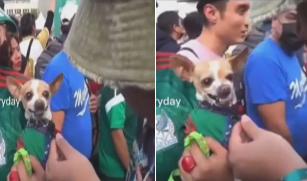 Miles de usuarios han quedado impactados al ver el comportamiento del animal. Foto: composición LR/TikTok/@spanishforeveryday