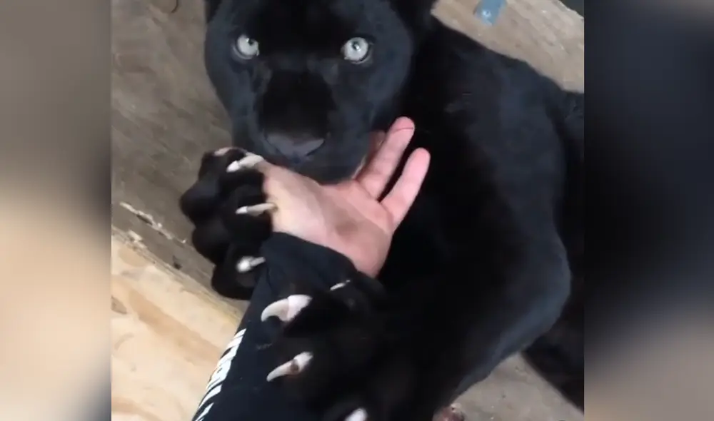 Desliza hacia la izquierda para ver las imágenes del video viral. Foto: Captura de Facebook.