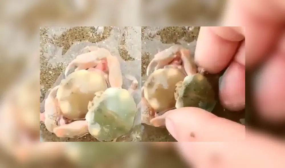 Video es viral en Facebook. Un bañista encontró un pequeño cangrejo bebé en la playa y notó que estaba aferrado a su madre. Intentó separarlos y ocurrió algo impensado. Foto: Captura.