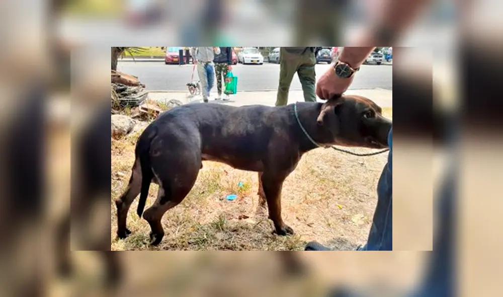 Lanzan a un perro desde un puente vehicular y salva de morir [FOTOS]