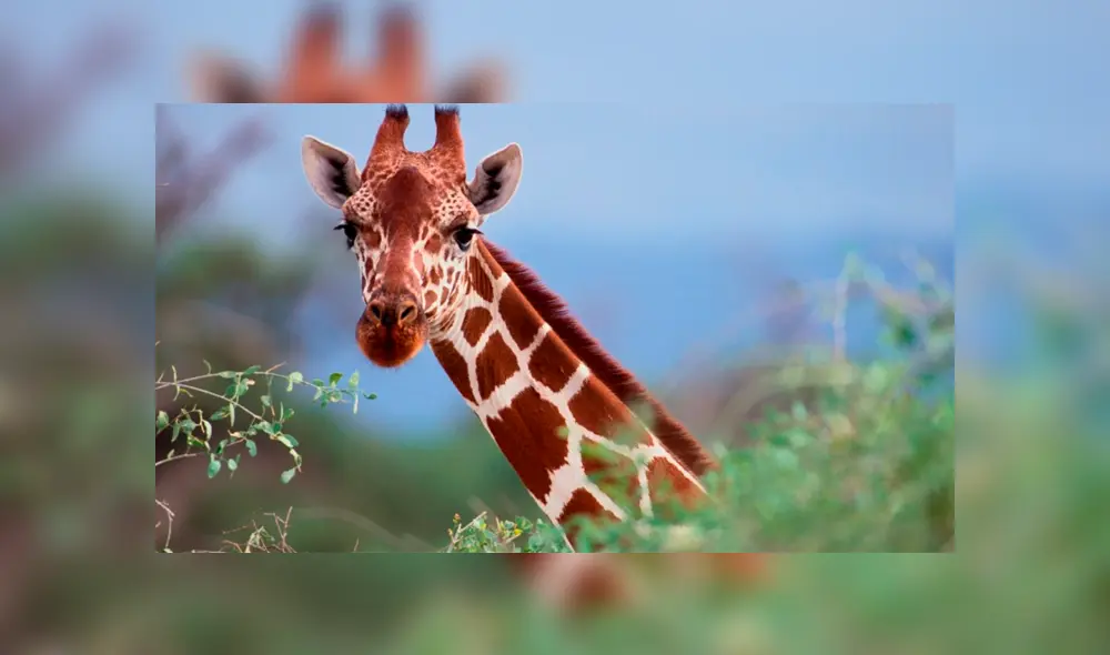 Hallan muerta a jirafa que escapó de camión que la llevaba al zoológico [VIDEO]
