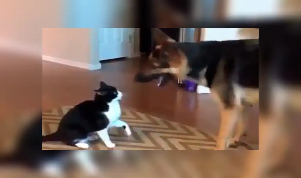 Facebook viral: gato acepta a perro adoptado por sus dueños con un tierno beso [VIDEO]