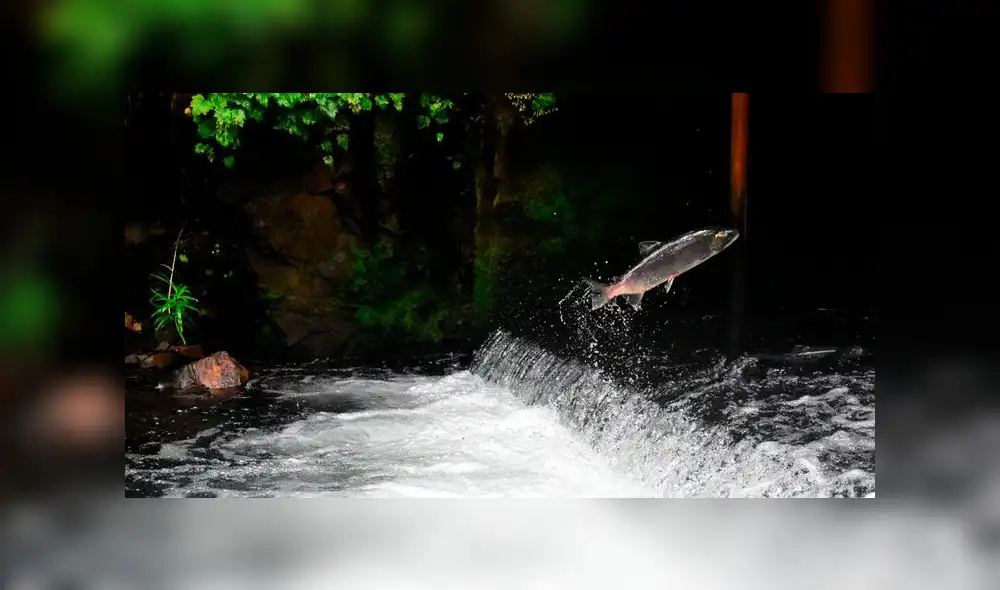 Hasta ahora ningún salmón ha podido ser recuperado. Foto: Unplash Hasta ahora ningún salmón ha podido ser recuperado. Foto: Unplash