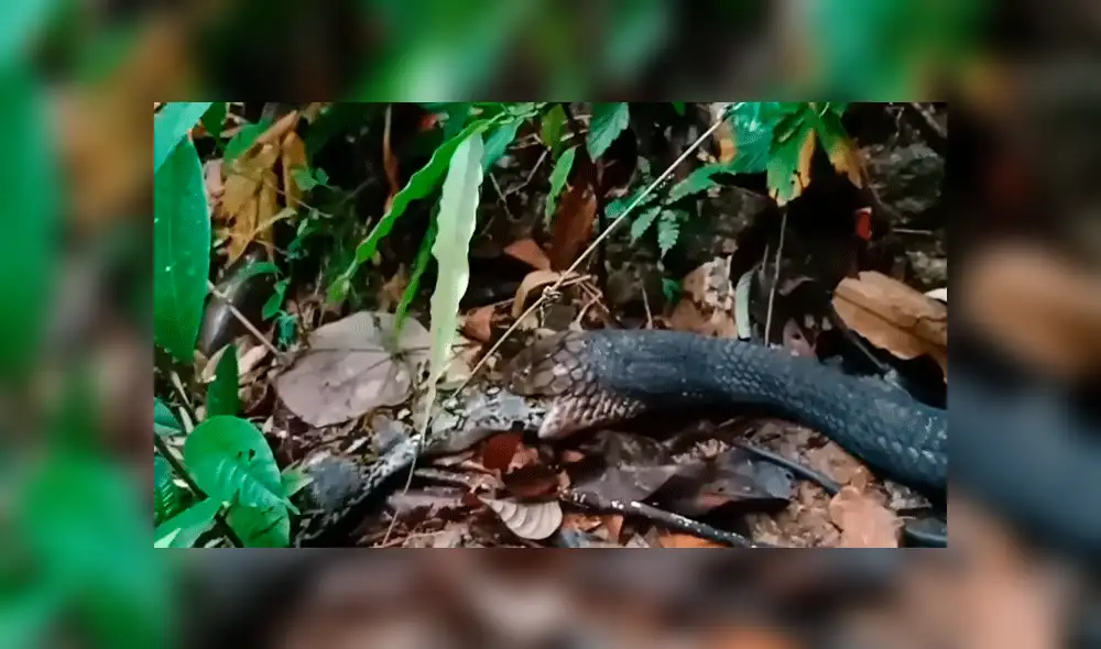 YouTube viral: pitón y culebra tienen un brutal enfrentamiento que remeció a las redes