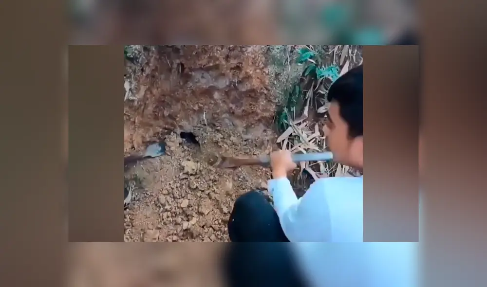 Desliza hacia la izquierda para ver las enormes serpientes dentro de un hoyo. Desliza hacia la izquierda para ver las enormes serpientes dentro de un hoyo.