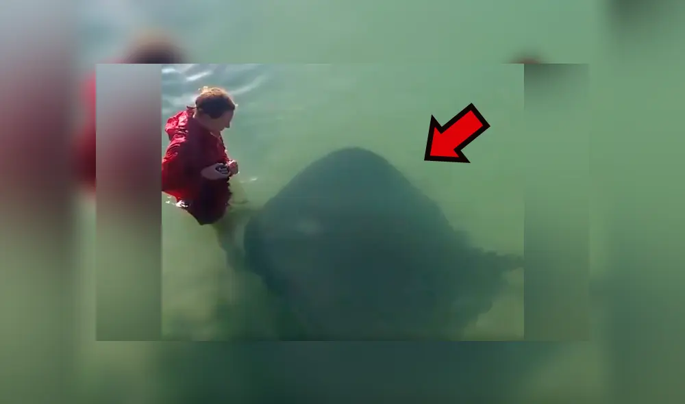 YouTube viral: chico ingresa a playa y se topa con gigantesca criatura marina [VIDEO] 