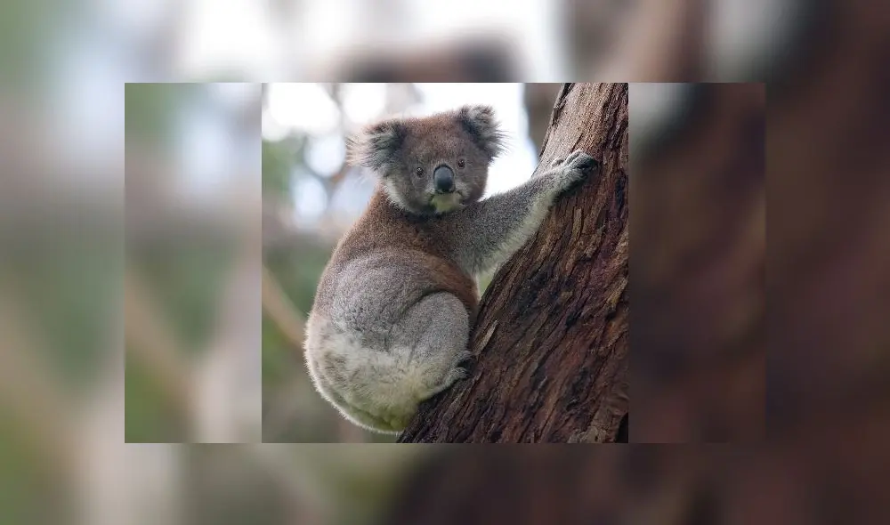 Mujer arriesga su vida para salvar a koala de un incendio en Australia [VIDEO]