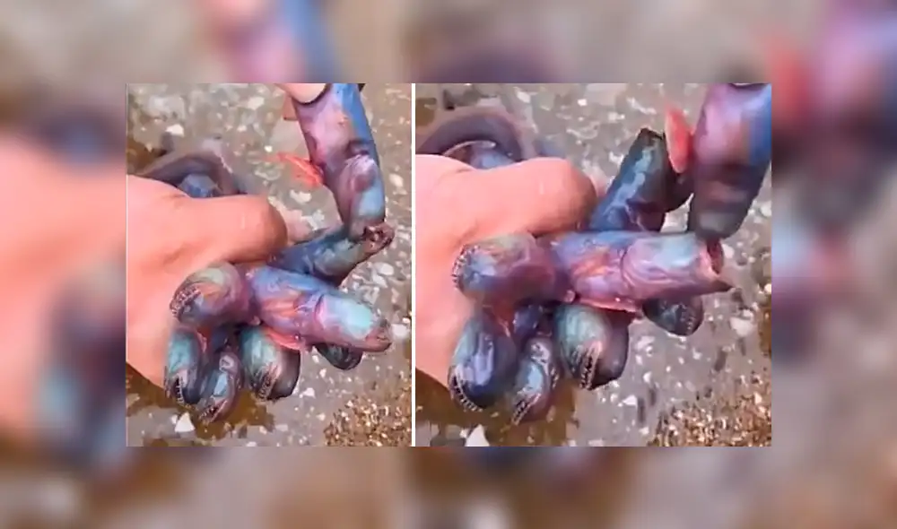 Vía Facebook: en shock queda joven, luego de toparse con raras criaturas en lago de México [VIDEO]