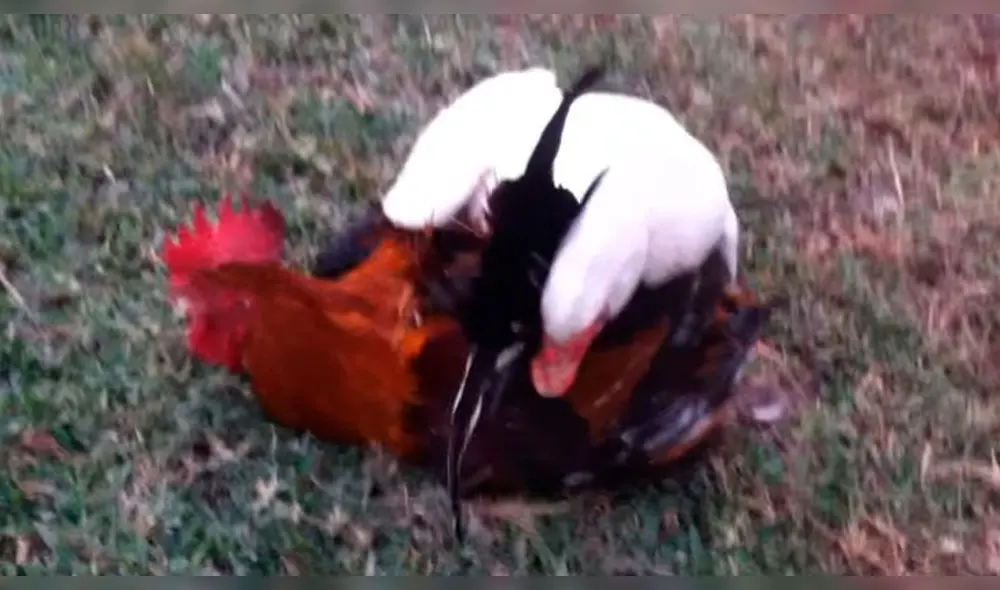 Facebook: pato y gallo se enfrentan al estilo de Dragon Ball y cibernautas quedan en shock Facebook: pato y gallo se enfrentan al estilo de Dragon Ball y cibernautas quedan en shock