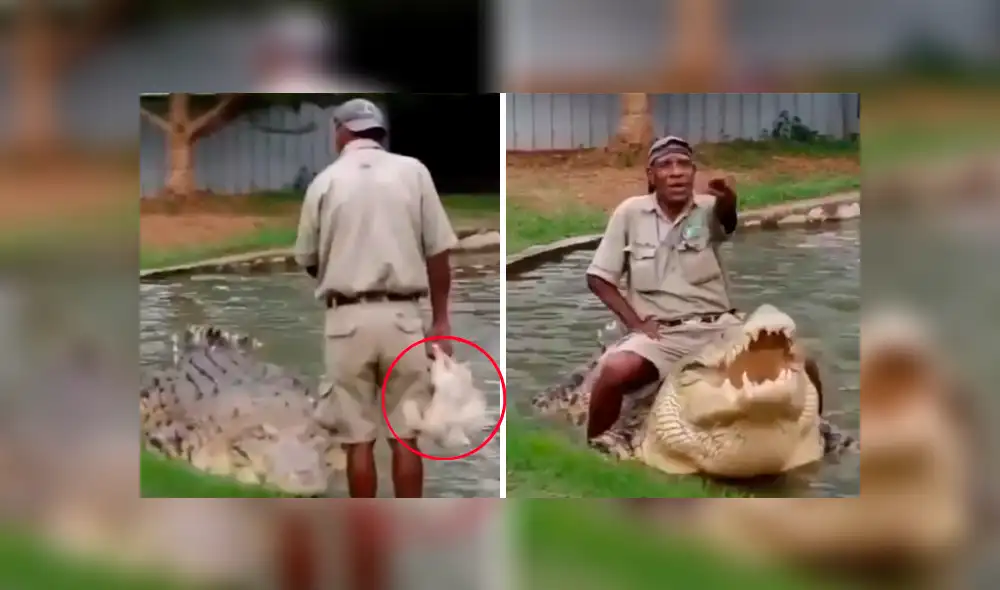 YouTube viral: Hombre se sube encima de cocodrilo para alimentarlo y ocurre algo impensado [VIDEO] 