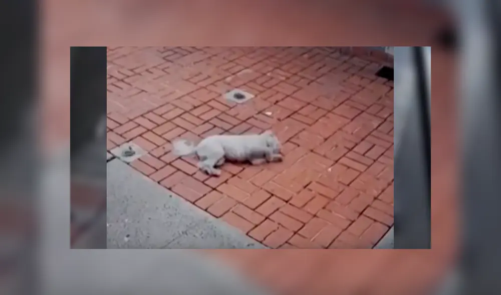 Desliza para ver el terrible final de este polémico video viral de YouTube. Foto: Captura. Desliza para ver el terrible final de este polémico video viral de YouTube. Foto: Captura.