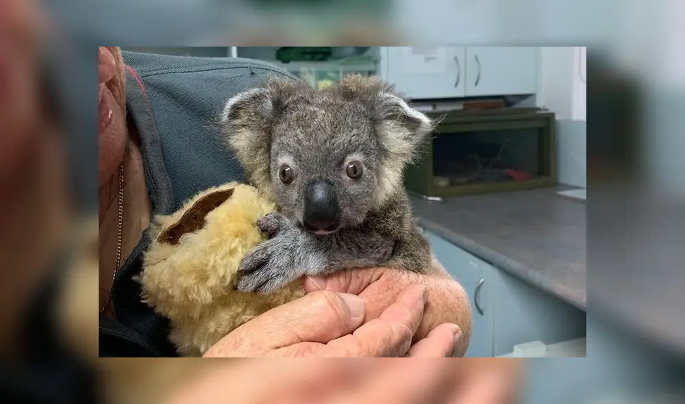 Bebé koala pesaba solo 275 gramos y había perdido la mayor parte de su pelaje. Foto: Difusión.