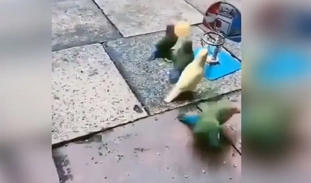 Desliza para conocer más detalles de esta cómica escena protagonizada por unos curiosos loros. Foto: captura de Facebook Desliza para conocer más detalles de esta cómica escena protagonizada por unos curiosos loros. Foto: captura de Facebook