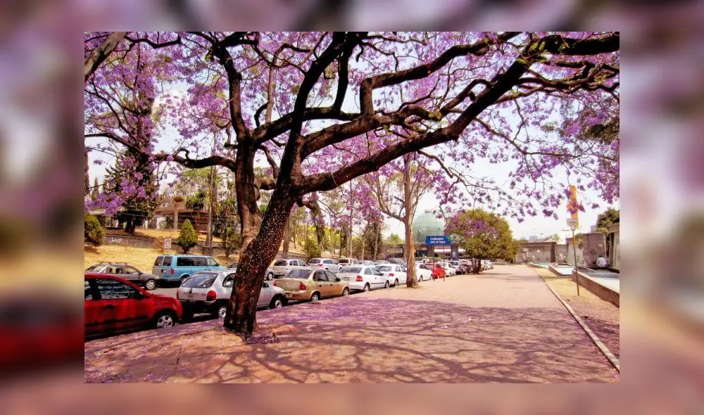 Clima y temperaturas en México. Clima y temperaturas en México.