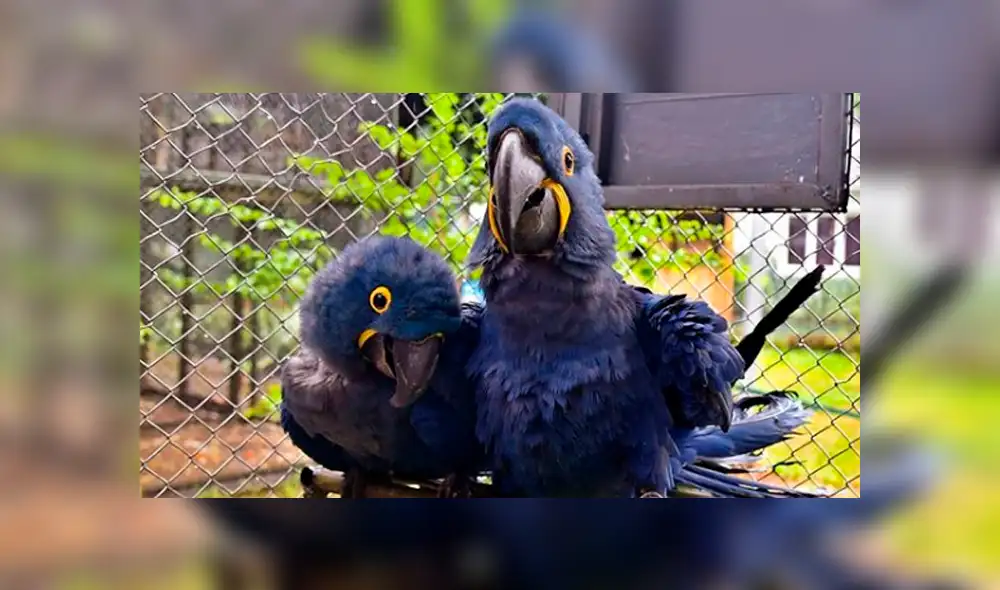 Paraguay: nace un ejemplar del guacamayo azul, especie que está en peligro de extinción Paraguay: nace un ejemplar del guacamayo azul, especie que está en peligro de extinción
