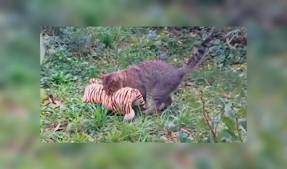 Facebook viral: gato roba el peluche de 'tigre' de su vecino para tener una épica pelea [VIDEO]