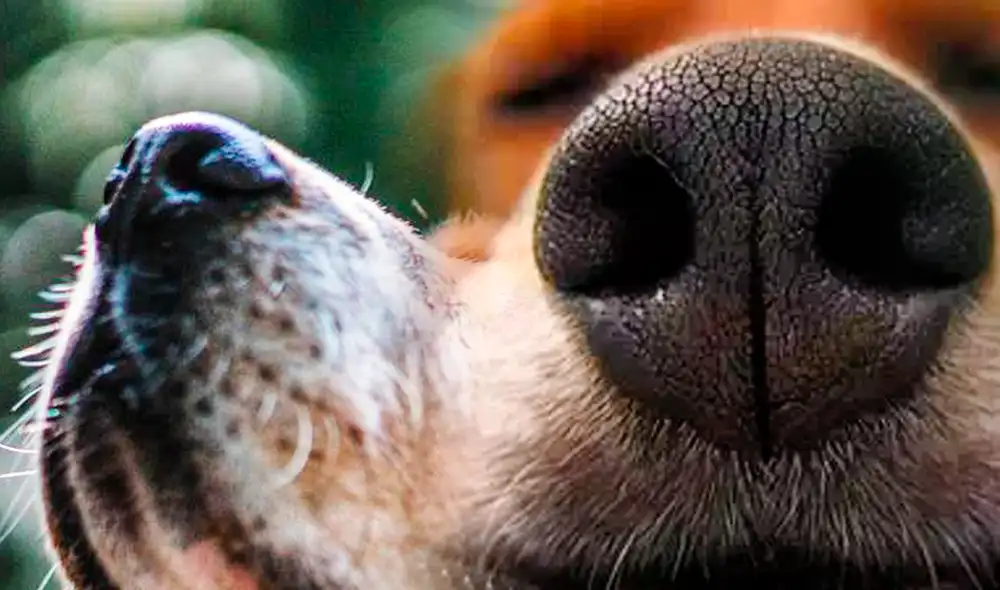 Foto: composición LR/ ExpertoAnimal Foto: composición LR/ ExpertoAnimal