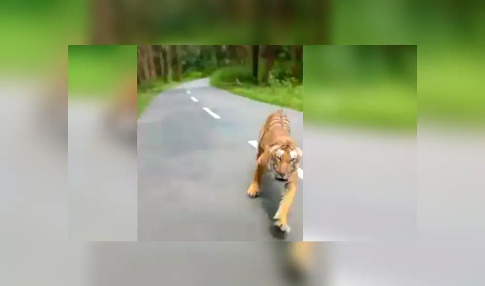 Tigre persiguió a los motociclistas por varios metros en la carretera de un santuarios de vida silvestre, en India