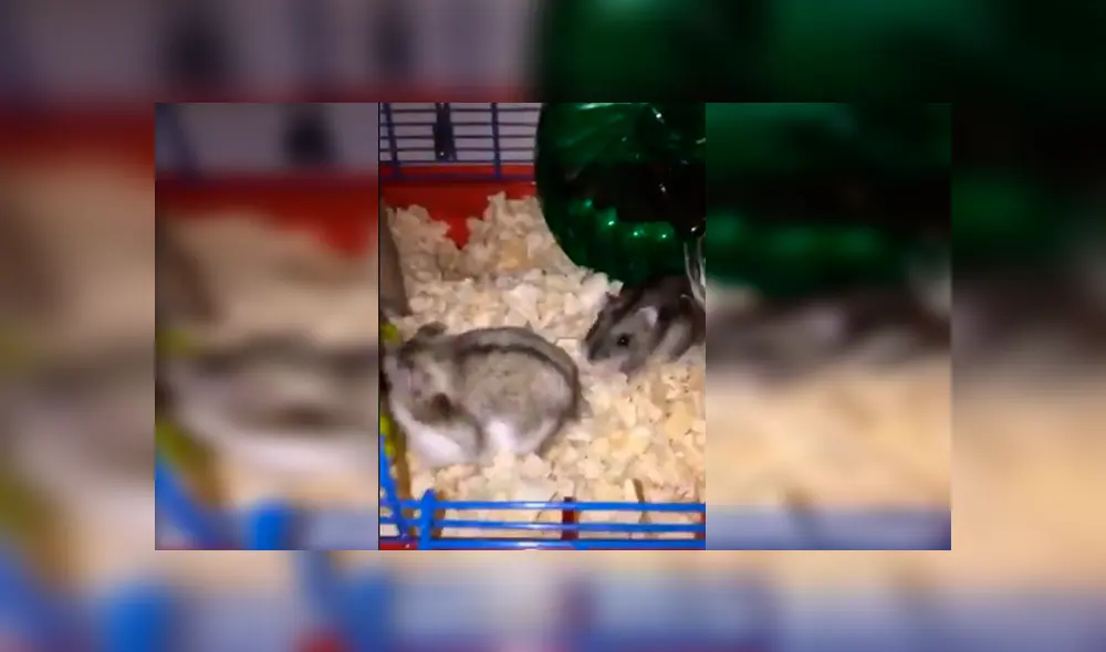 En Facebook, una chica descubrió a sus queridas mascotas protagonizando una curiosa escena durante su ausencia.