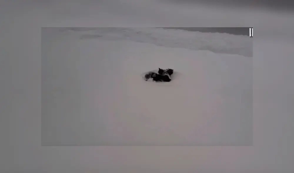 Desliza para ver las fotos de esta historia que conmovió a todos en YouTube. Foto: Captura. Desliza para ver las fotos de esta historia que conmovió a todos en YouTube. Foto: Captura.