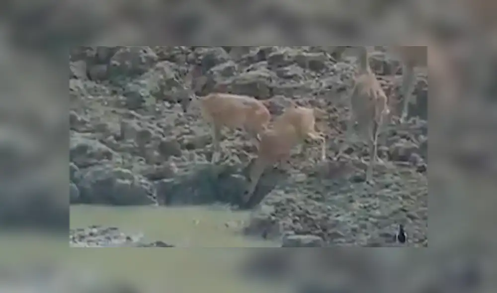 Desliza hacia la izquierda para ver el brutal ataque de una serpiente pitón a un ciervo, escena que consternó a miles en YouTube. Desliza hacia la izquierda para ver el brutal ataque de una serpiente pitón a un ciervo, escena que consternó a miles en YouTube.