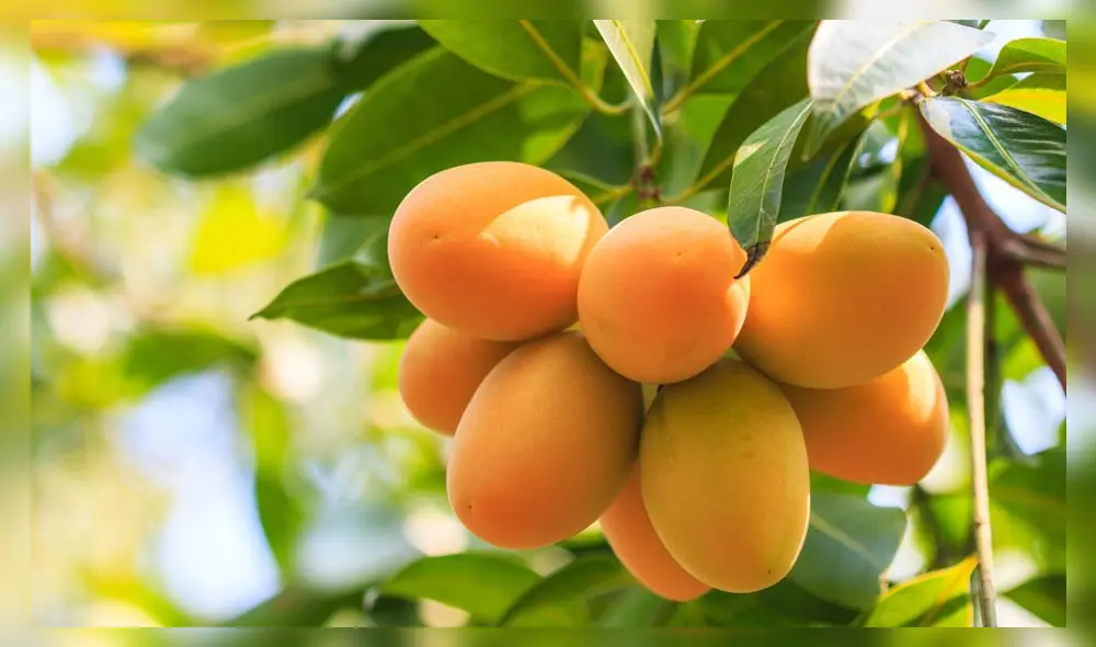 Senasa pide a la Unión Europea reconsiderar restricciones al mango peruano