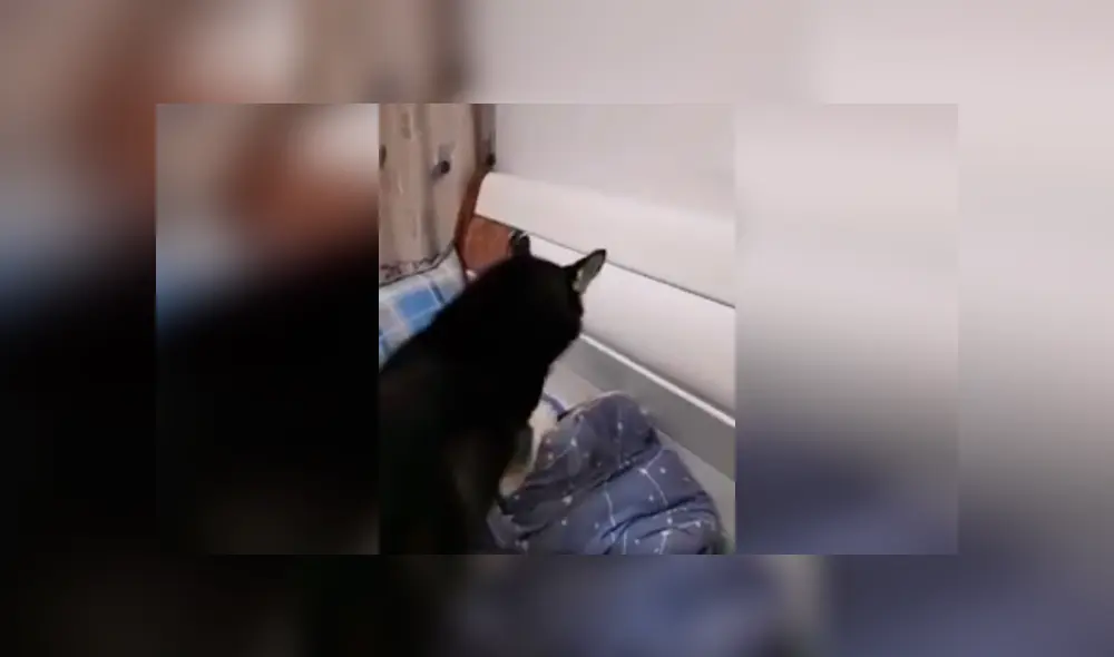 Desliza las imágenes hacia la izquierda para conocer la curiosa acción de un perro para despertar a su dueño. Foto: Captura.