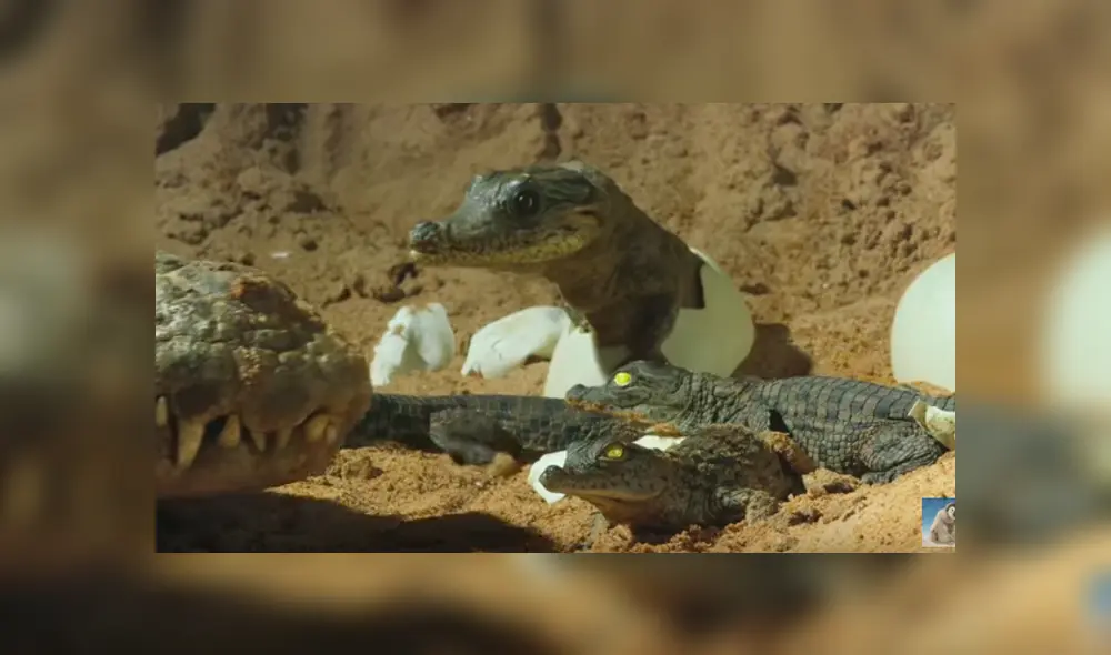 Una mamá cocodrilo protege a sus bebés con curiosa técnica. Viral de Facebook.