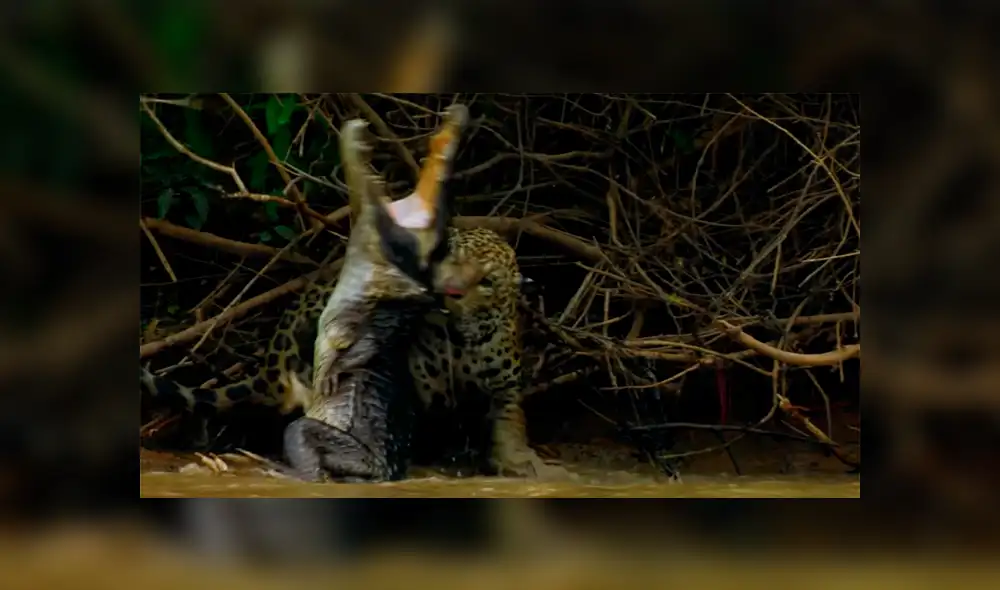 YouTube viral: Jaguar se pelea con gigantesco cocodrilo en lago y desenlace es trágico [VIDEO] 