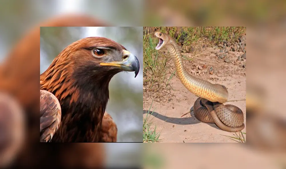 Video es viral en Facebook. Pese a los esfuerzos de la serpiente, el águila terminó imponiéndose y lo que sucedió después sorprendió a todos en las redes sociales. Foto: Captura.