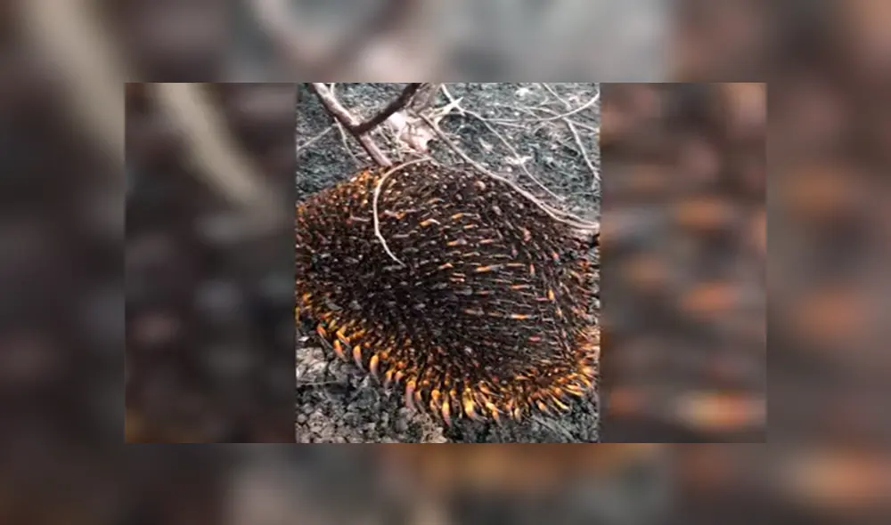 En YouTube, un joven encontró al misterioso animal que escapó de las llamas para salvar su vida. En YouTube, un joven encontró al misterioso animal que escapó de las llamas para salvar su vida.