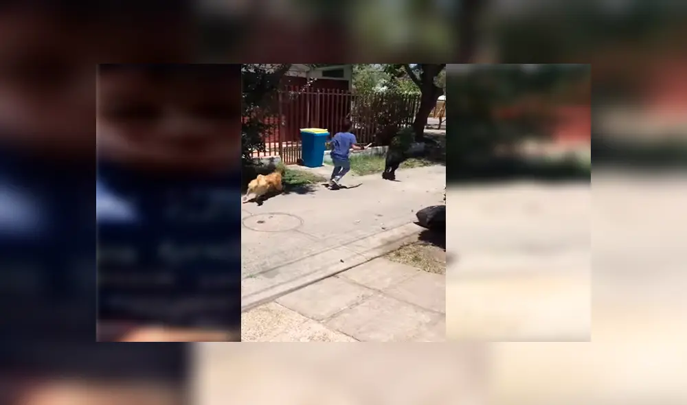Facebook viral: niños sorprenden al pedirle a hombre permiso para que su perro pueda salir a jugar  [VIDEO]