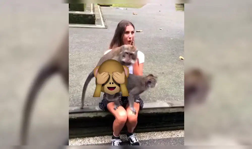 Facebook: Pareja de monos encontró el peor 'lugar' para momento íntimo y todo salió mal [VIDEO]