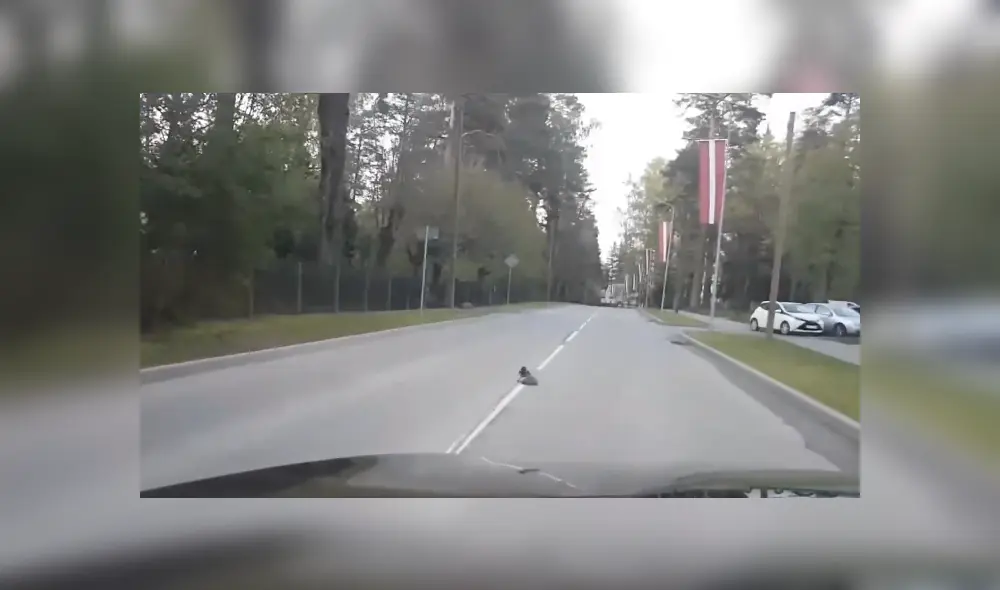 Mediante YouTube se hizo viral el momento en que un cuervo le brinda una supuesta ayuda a un erizo para cruzar una calle. Mediante YouTube se hizo viral el momento en que un cuervo le brinda una supuesta ayuda a un erizo para cruzar una calle.