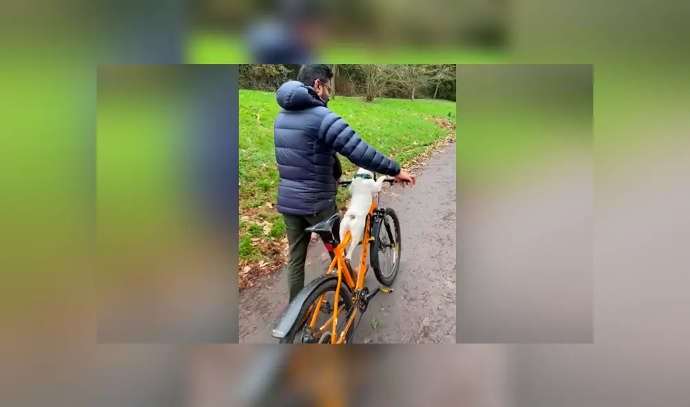 Desliza las imágenes para ver la tierna escena entre un hombre y un pequeño perro. Foto: Captura/Viral Hog