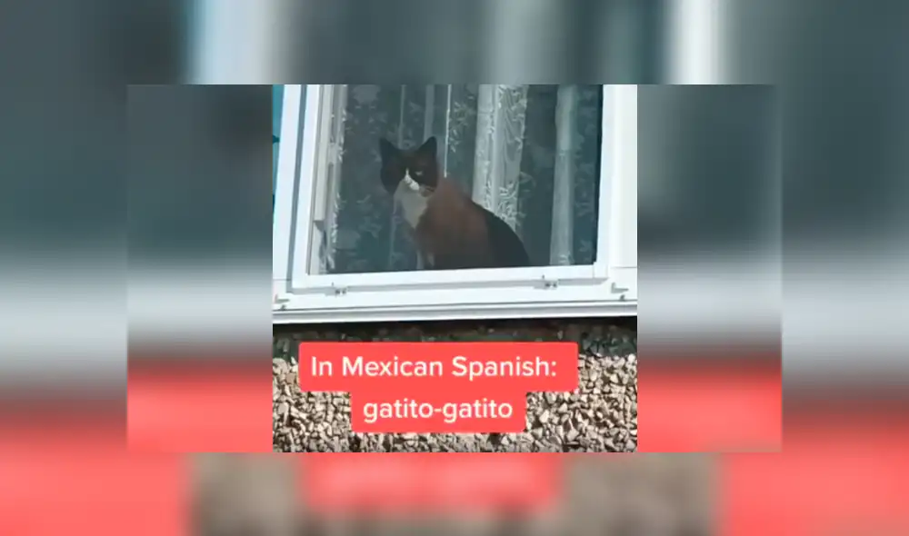 Desliza las imágenes para conocer la reacción de un gato cuando un joven le habla en varios idiomas. Foto: Captura.