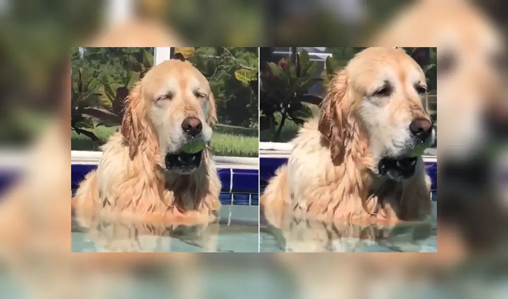 Un joven captó el momento en que su perro que queda dormido en la piscina. Foto: YouTube Un joven captó el momento en que su perro que queda dormido en la piscina. Foto: YouTube