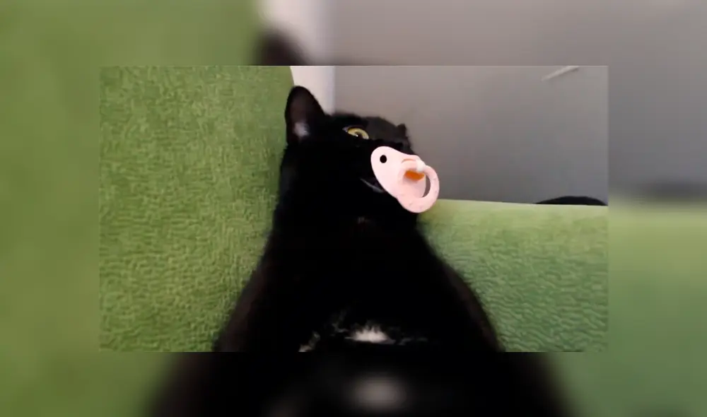 Desliza para ver el comportamiento que ha conmovido a los usuario de YouTube. Foto: Captura.