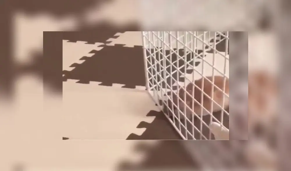 Desliza para descubrir qué hizo este pequeño conejo para volverse viral en Twitter. Foto: Captura Desliza para descubrir qué hizo este pequeño conejo para volverse viral en Twitter. Foto: Captura
