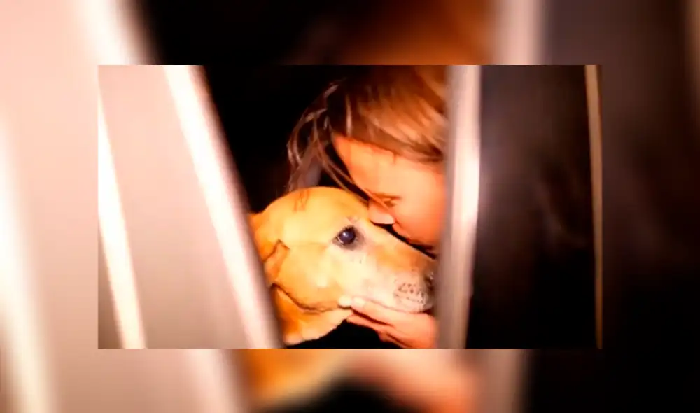 Facebook viral: Perros abandonados en un refugio fueron adoptados por un mujer [VIDEO]