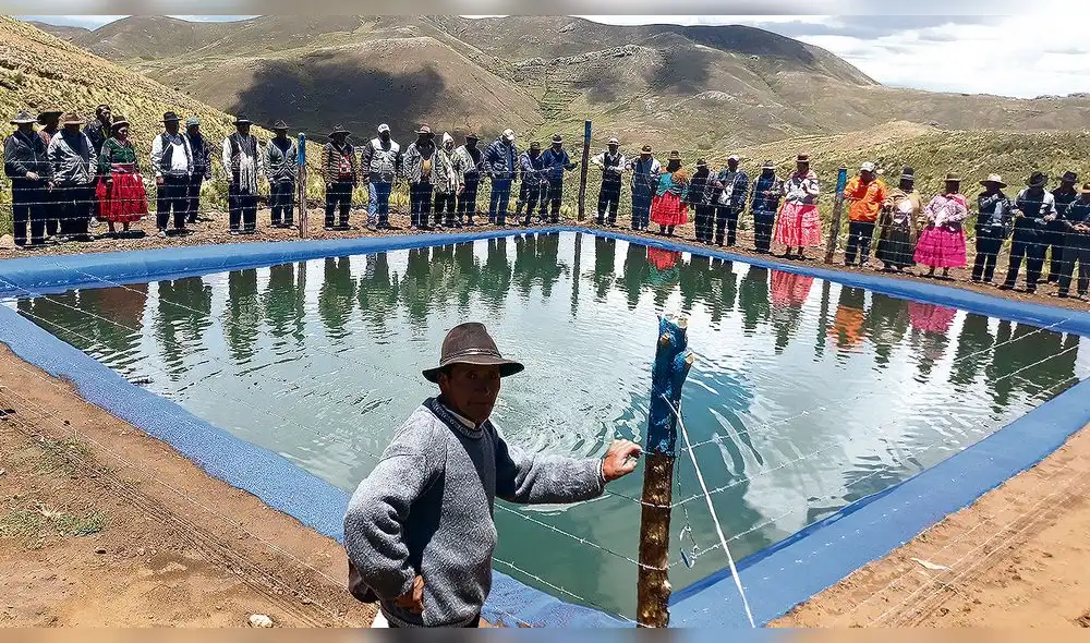 Culta. Cosecha de agua les permite a agricultores de Puno desarrollar agricultura y ganadería.