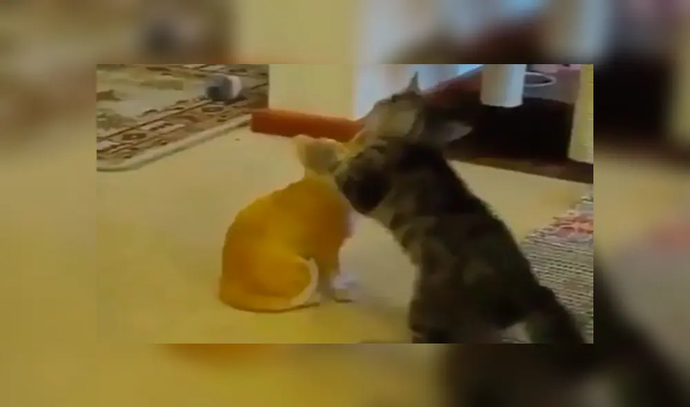 En YouTube, un joven compró un adorno en forma de gato para su casa y su mascota lo agarró para jugar. En YouTube, un joven compró un adorno en forma de gato para su casa y su mascota lo agarró para jugar.