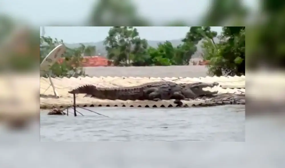 YouTube viral: gigantesco cocodrilo se refugia sobre una casa de las inundaciones en India YouTube viral: gigantesco cocodrilo se refugia sobre una casa de las inundaciones en India