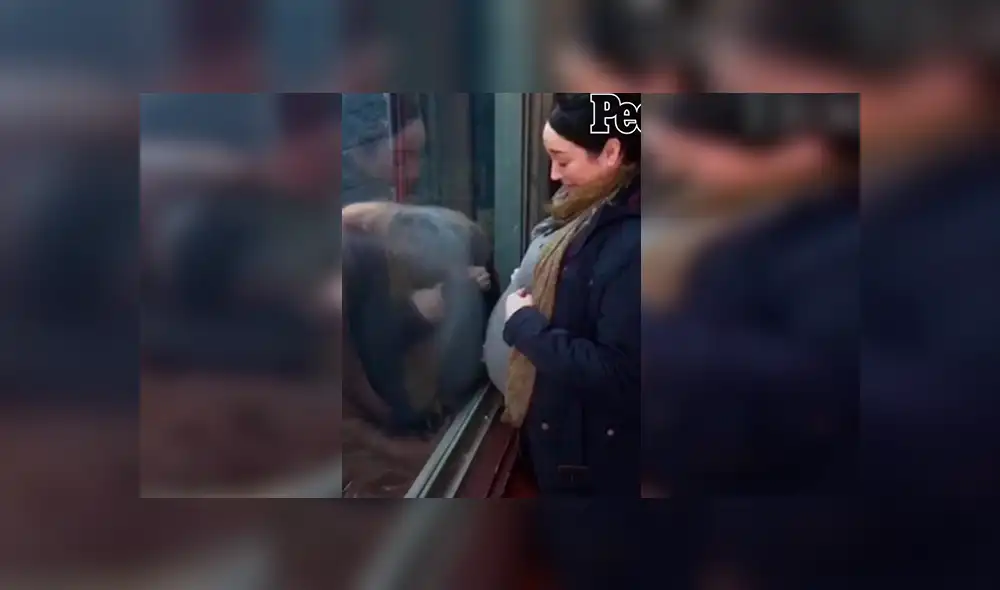 En Facebook, un orangután se emocionó al percatarse de la presencia de una embarazada en su recinto.
